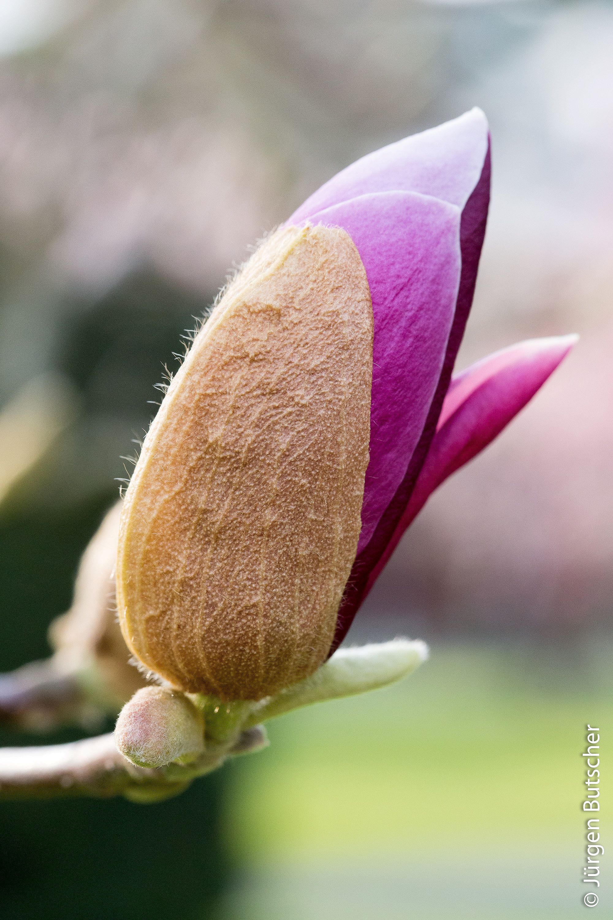 Magnolien  MG 5557