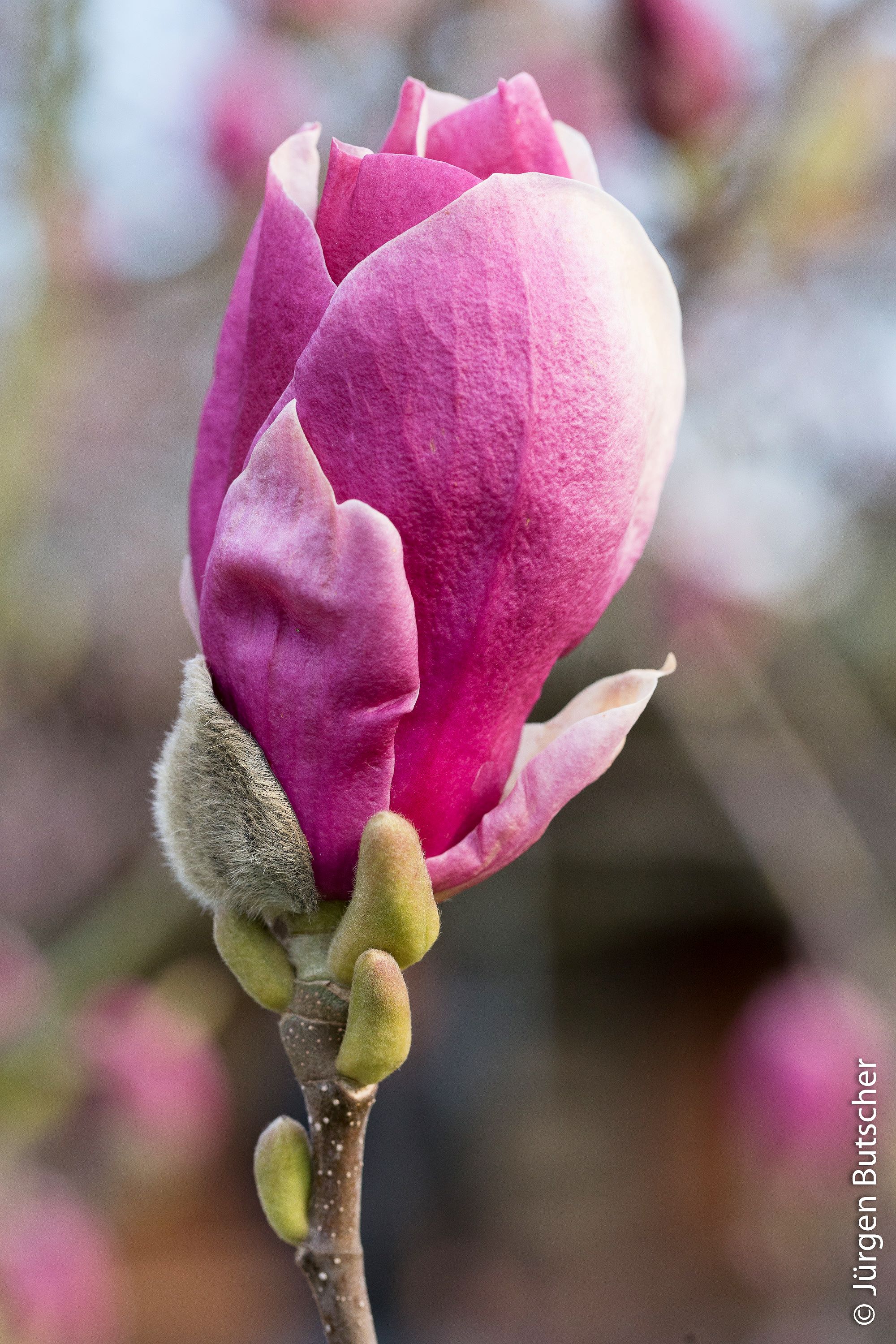 Magnolien  MG 5598