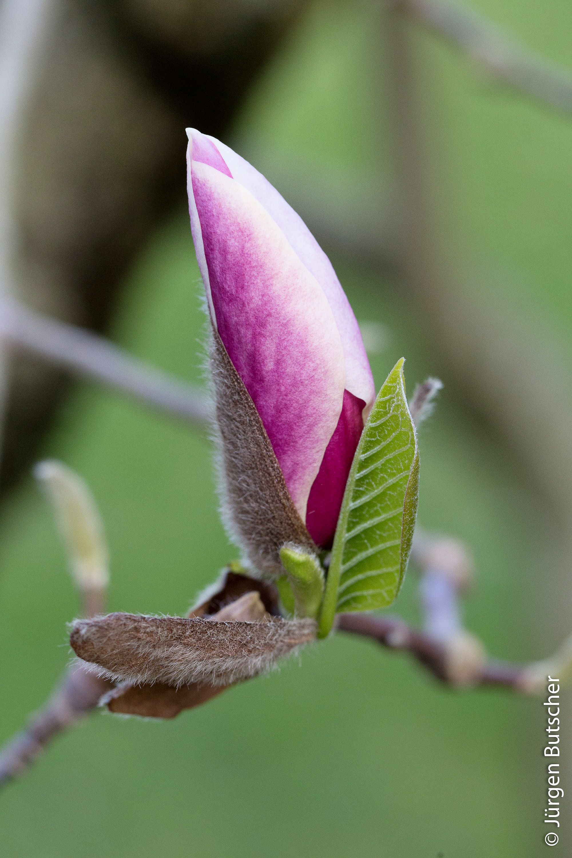 Magnolien  MG 5623