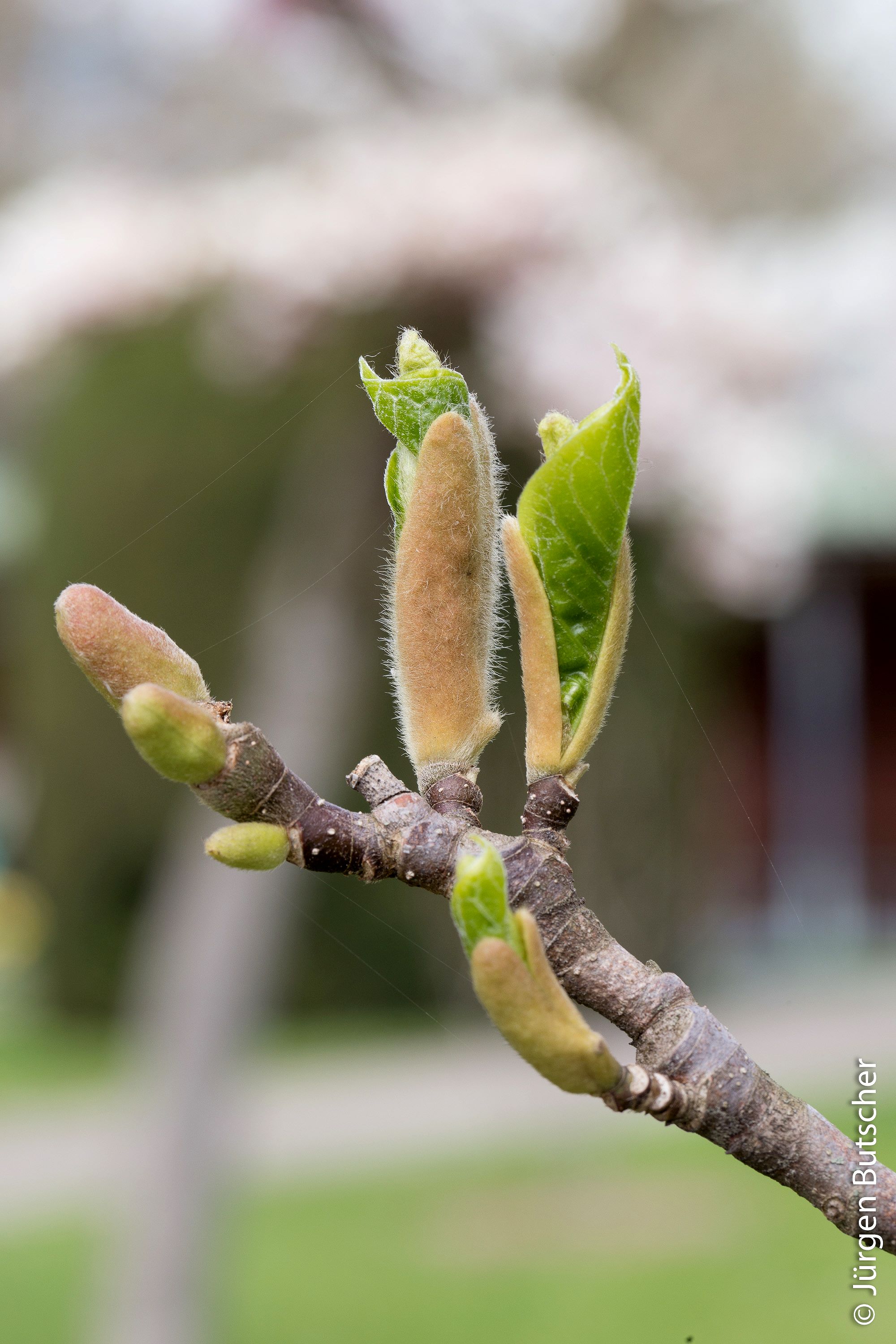 Magnolien  MG 5803